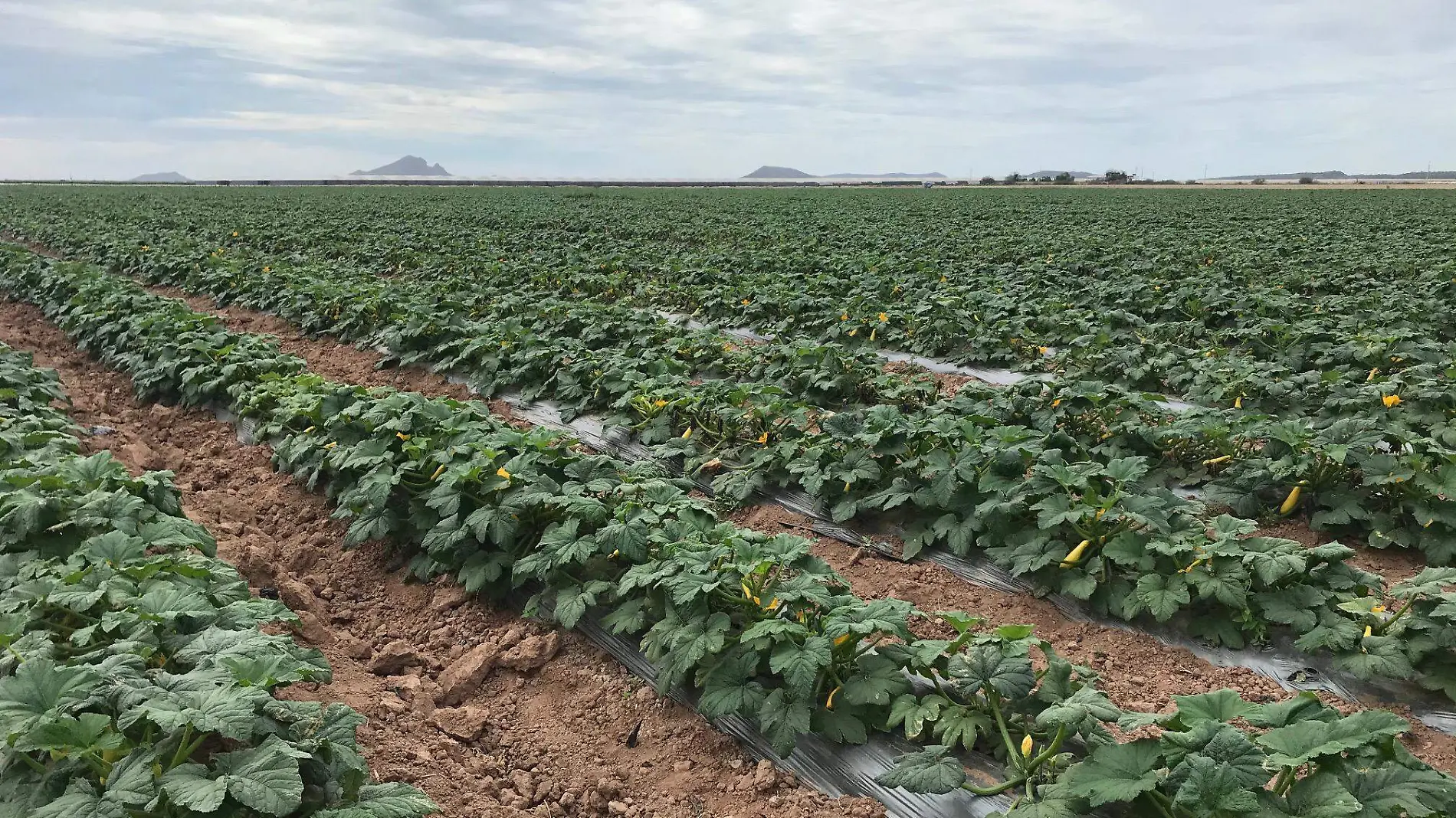 fruta cultivo campo agricola agricultura