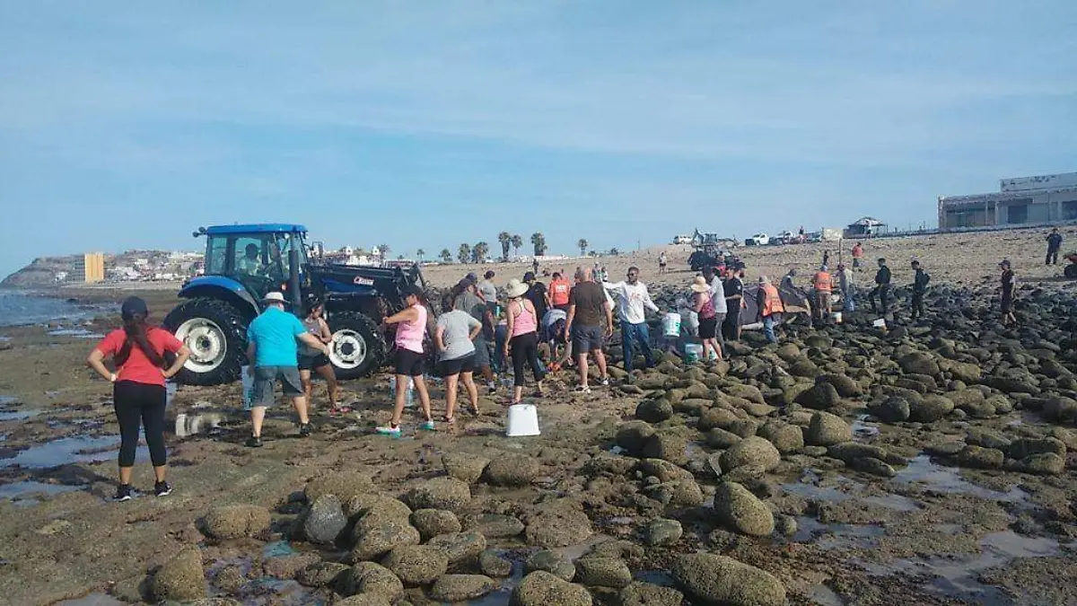 Ballena-gris-Puerto-Peñasco