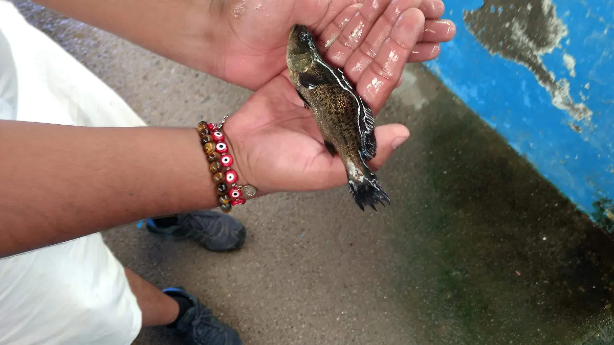 pequeña-totoaba-de-laboratorio