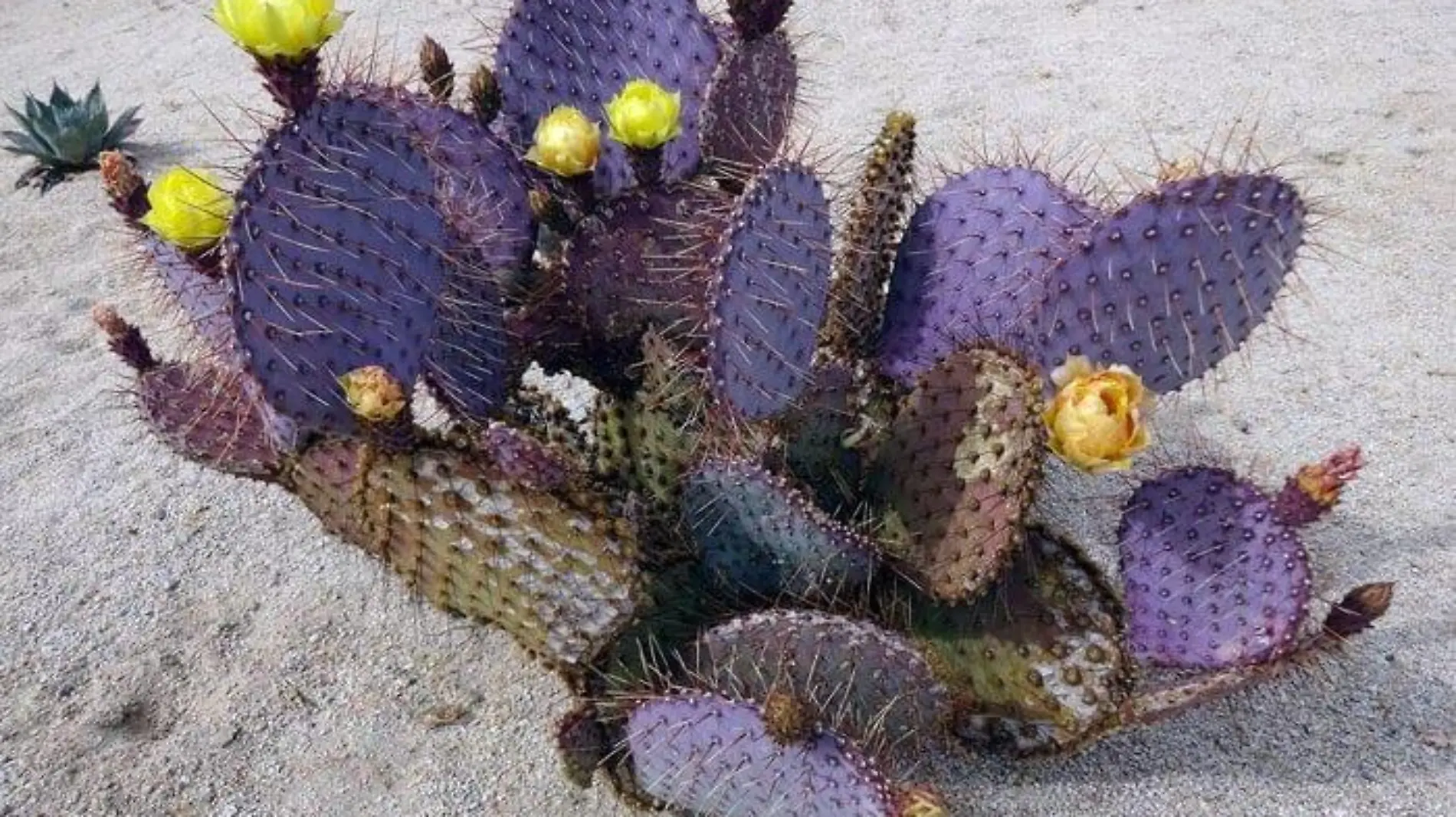 Nopal-morado-zona-del-silencio