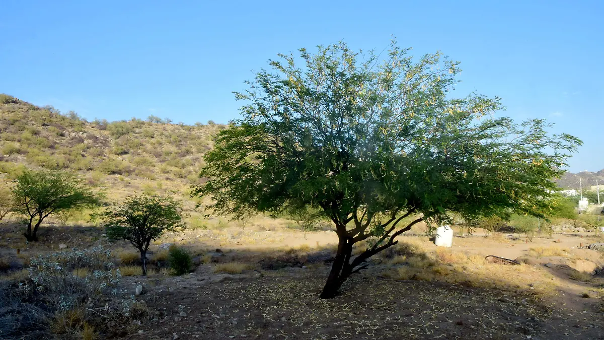 Cerro-Johnson-hermosillo 5