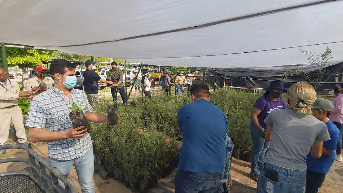 árboles-donación-grupo-méxico-reforestación 4