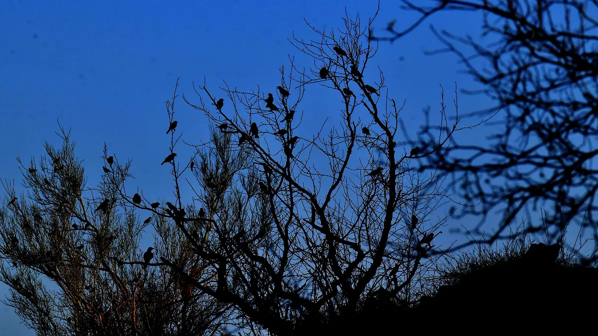 Cerro-Johnson-hermosillo 6