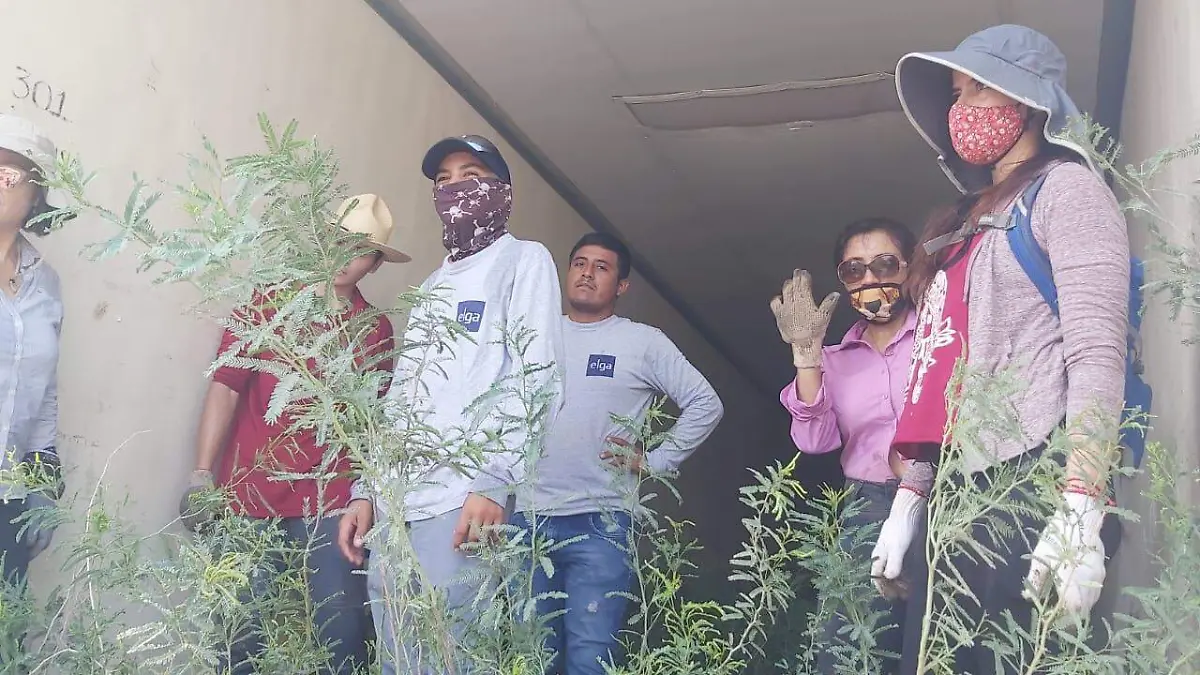 árboles-donación-grupo-méxico-reforestación 3