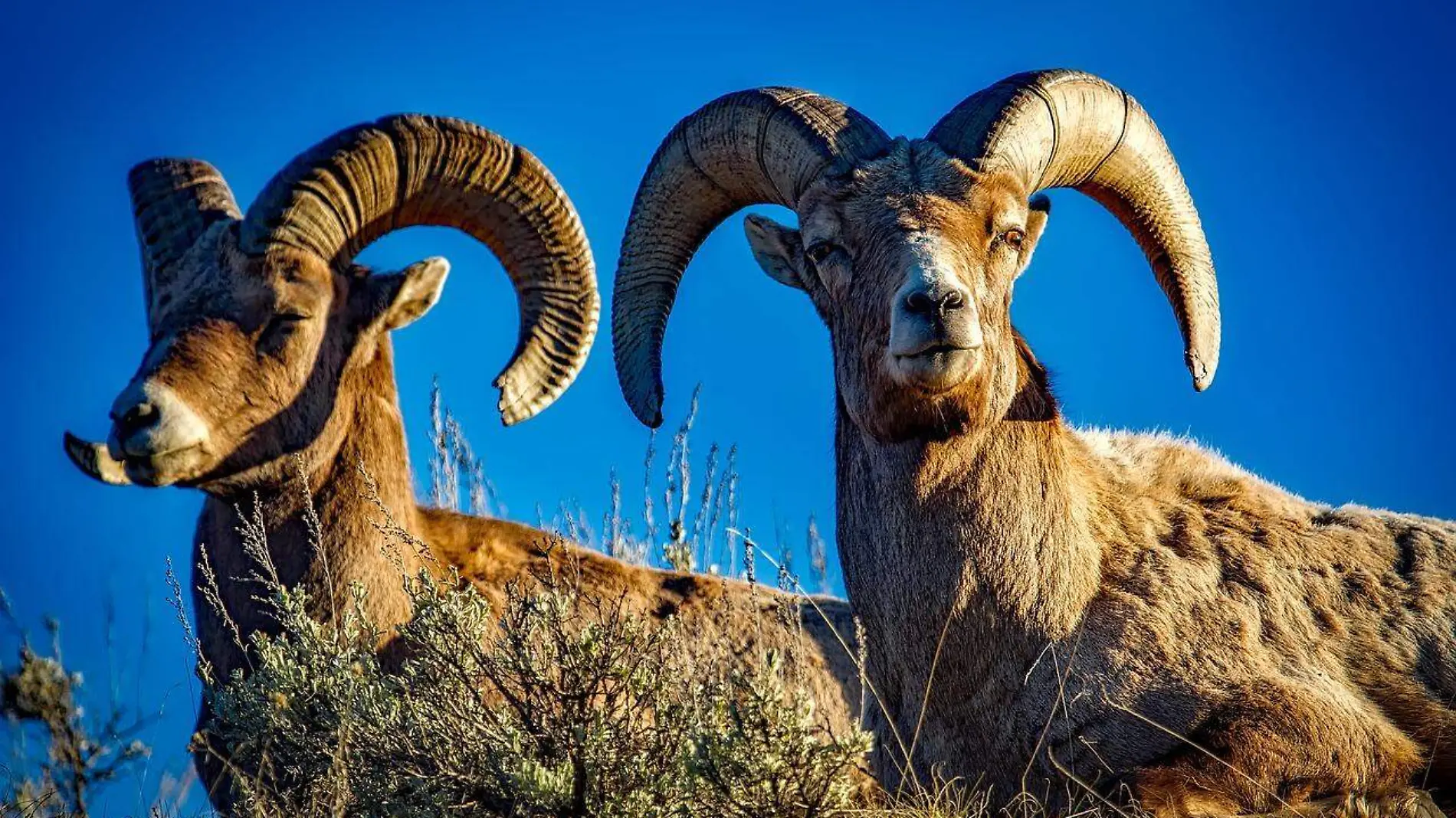 bighorn-g7131686ac_1280