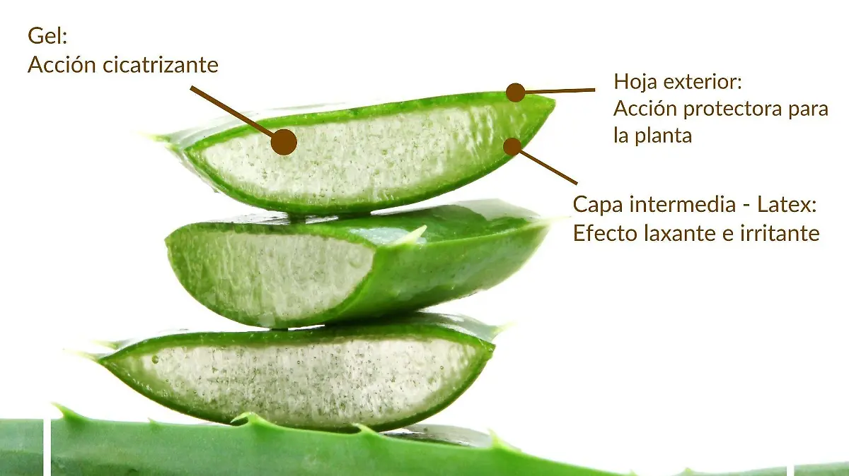 Saberes del monte | Sábila