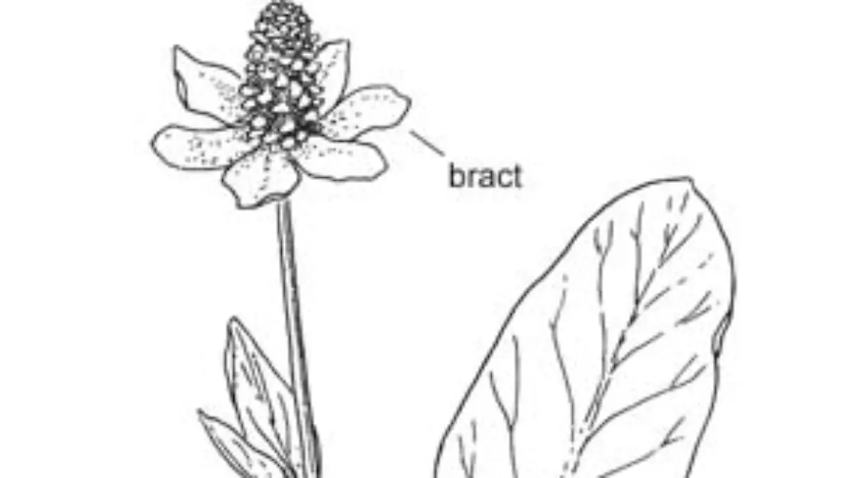 Anemopsis Californica