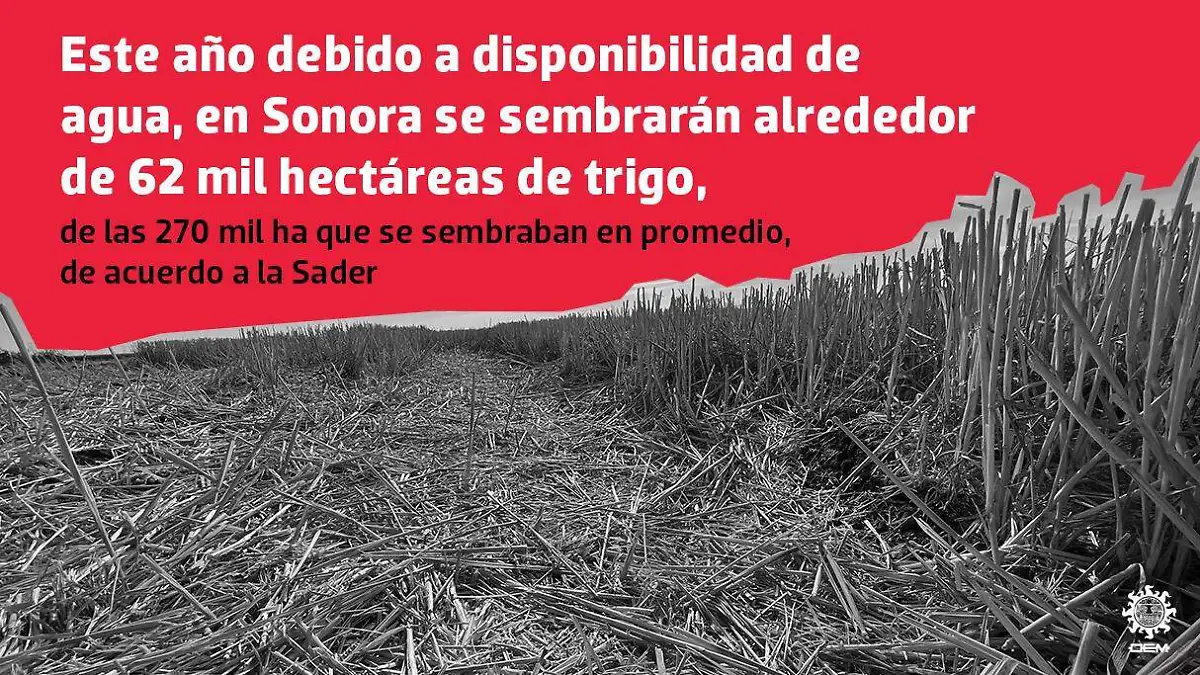 Sonora mantiene la opción de importar trigo para cumplir con la demanda alimentaria de México