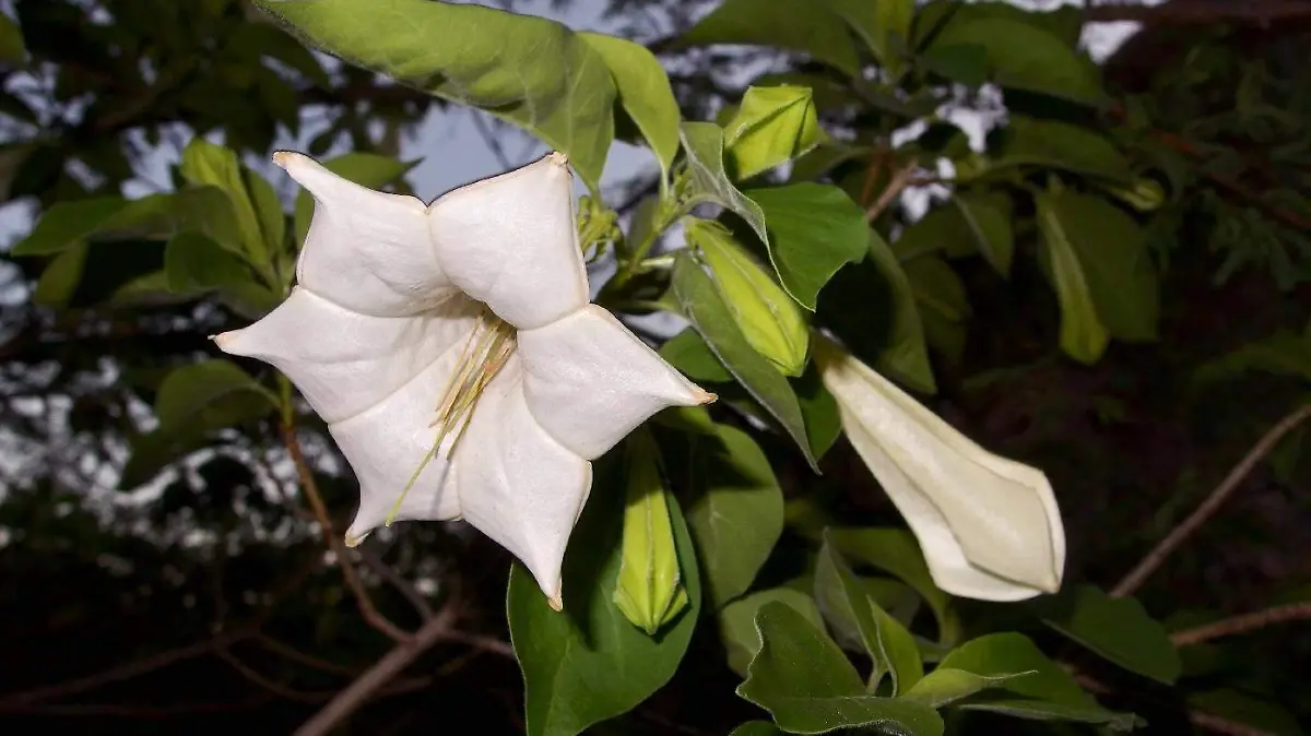 Rubiaceae-Hintonialatiflora-SC_1507847647