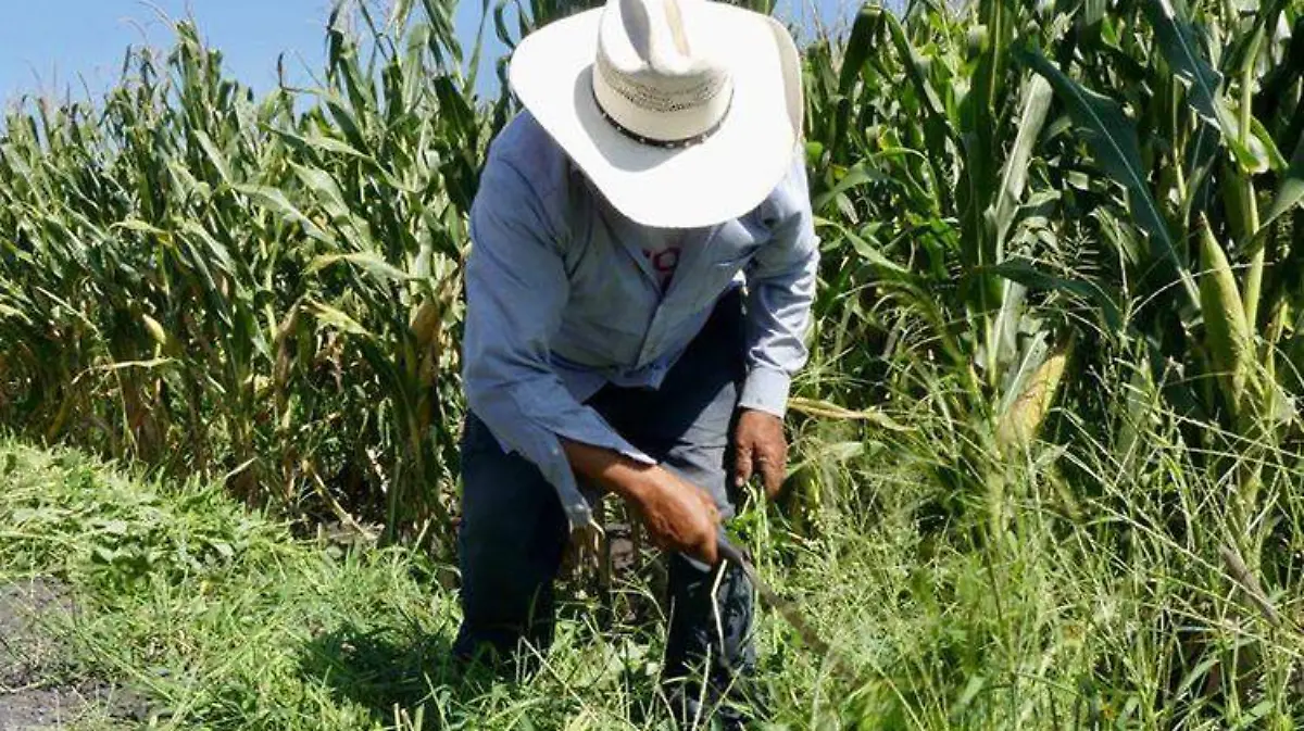 Agricultura en México