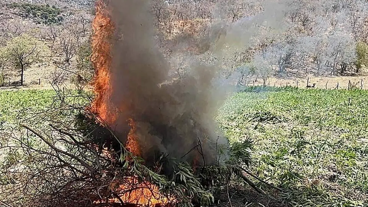 Marihuana en Sonora