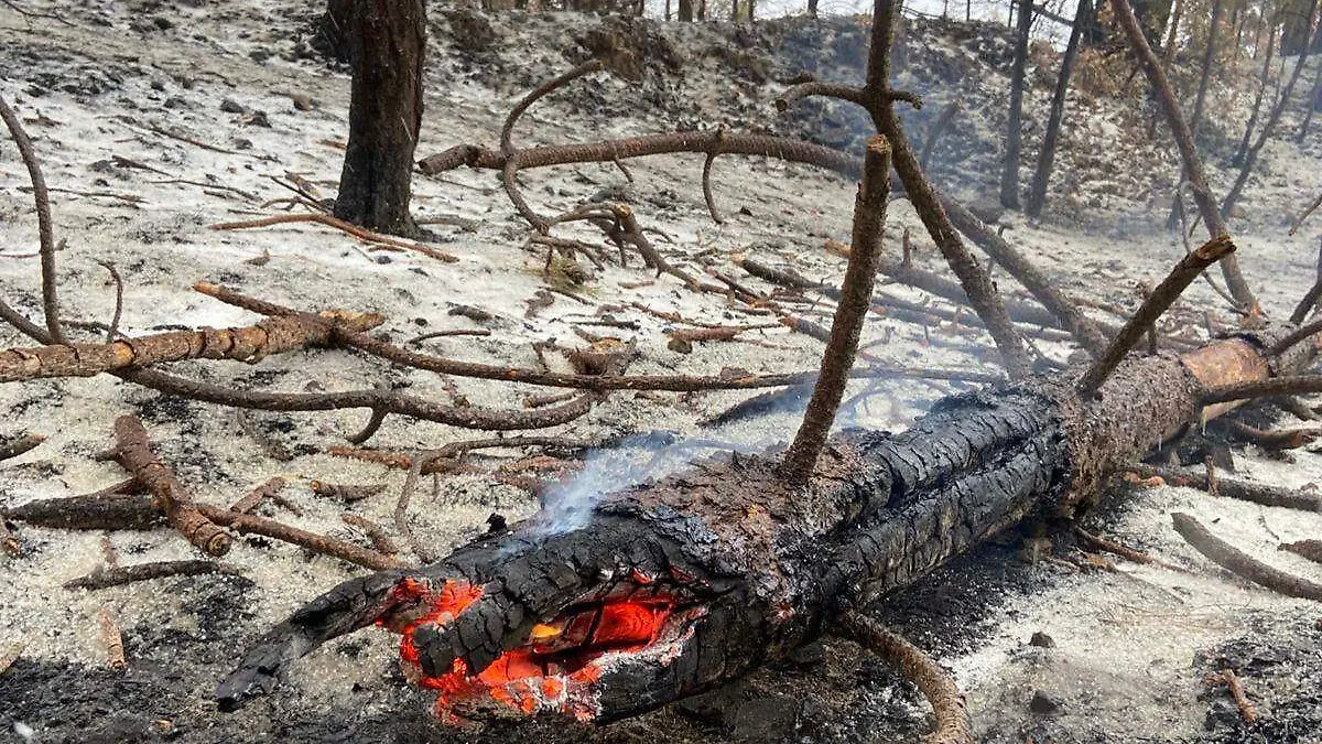 Incendio Nácori Chico