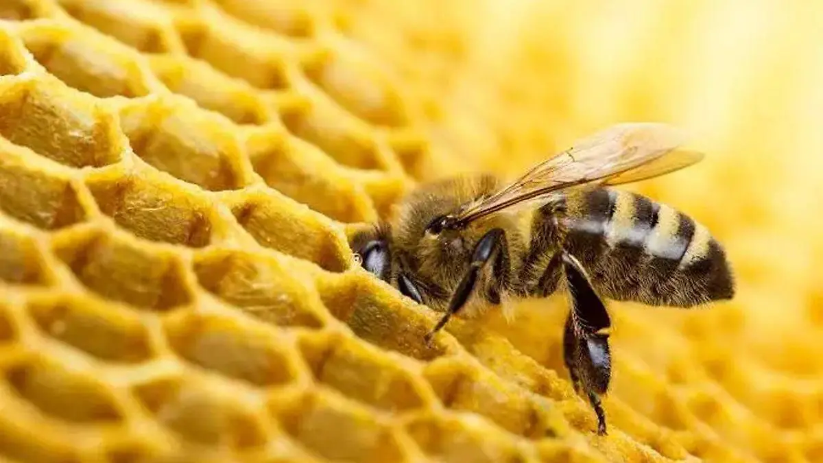 Abejas National Geographic