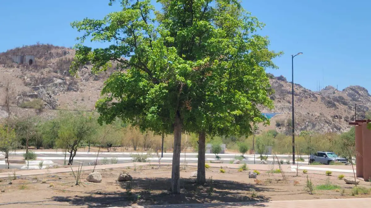Ciudadanos de Hermosillo impulsan bosques urbanos
