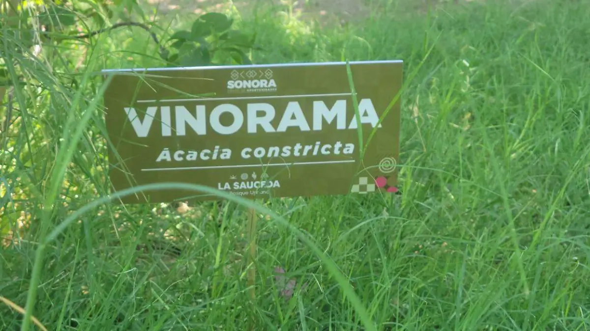 Ciudadanos de Hermosillo impulsan bosques urbanos