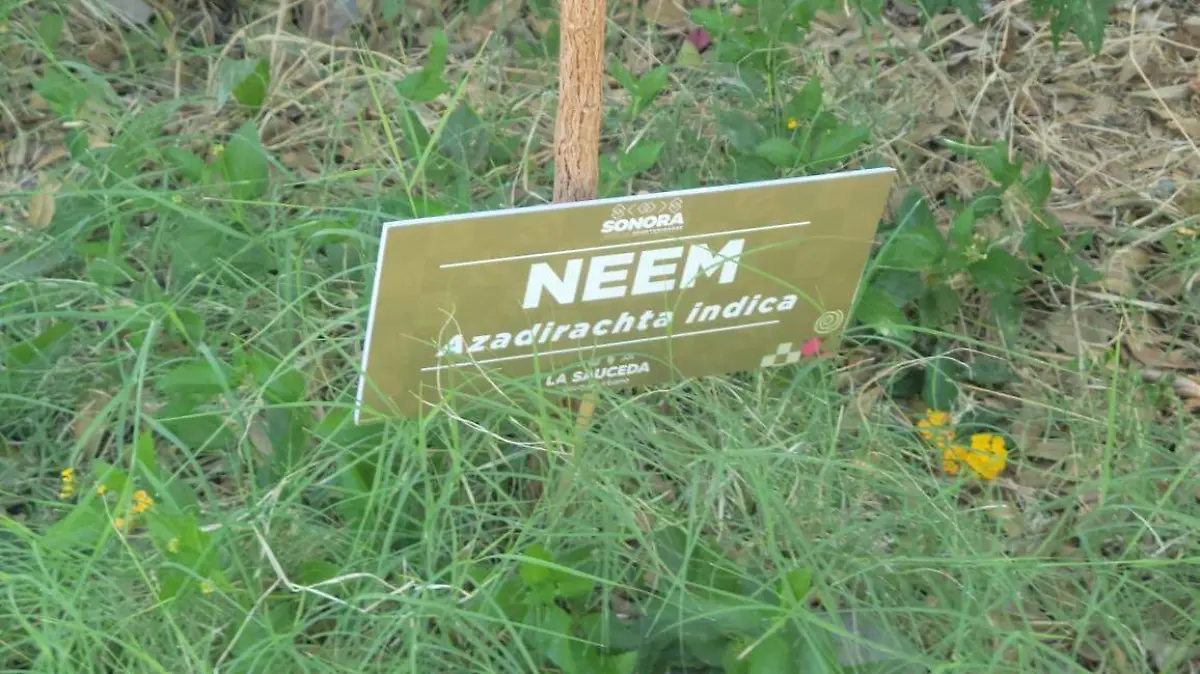 Ciudadanos de Hermosillo impulsan bosques urbanos