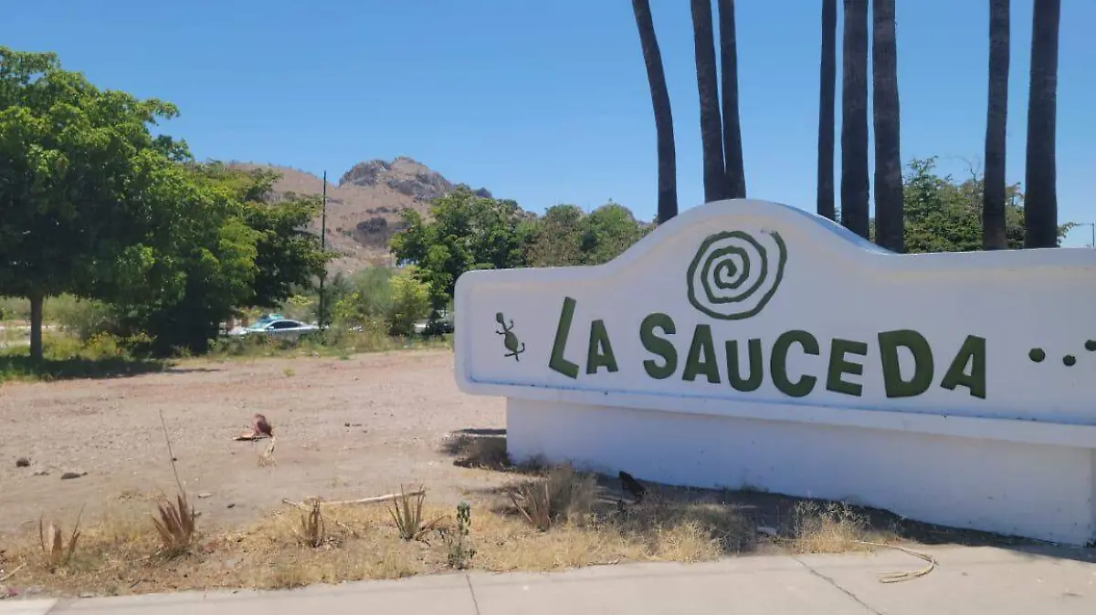 Ciudadanos de Hermosillo impulsan bosques urbanos