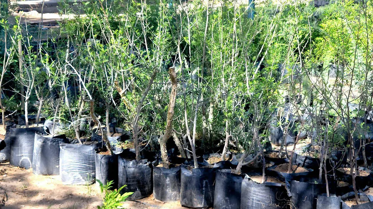 vivero municipal arboles nativos