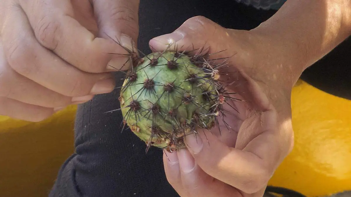 Pitayas mercado Municipal