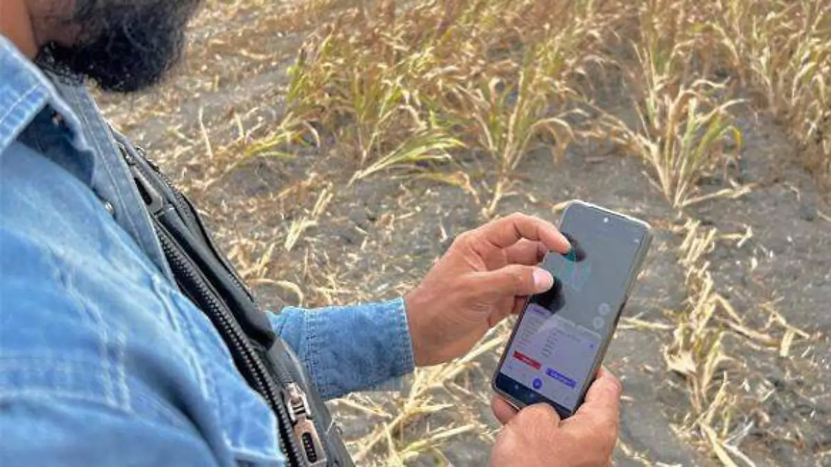Sinecta app - cortesía Sinecta