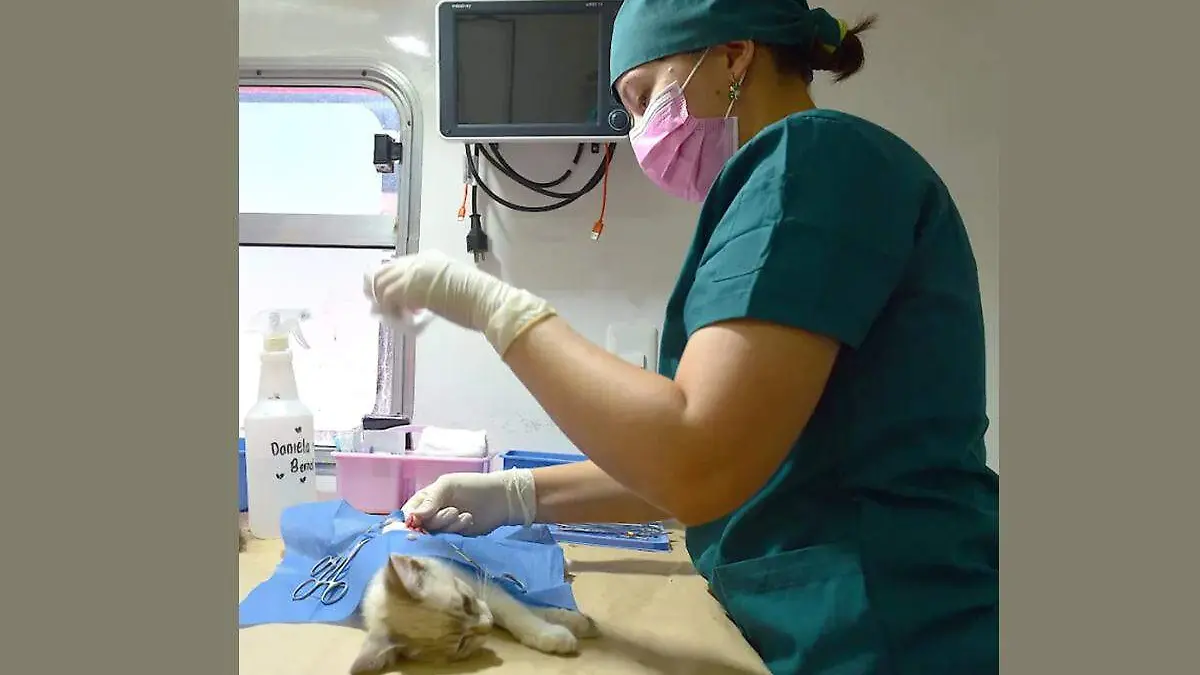 Castración animal veterniaria