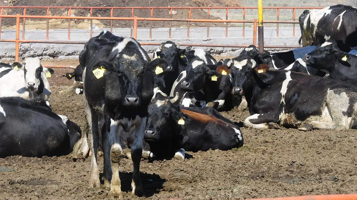 ganaderia vacas agropecuario - ARCHIVO