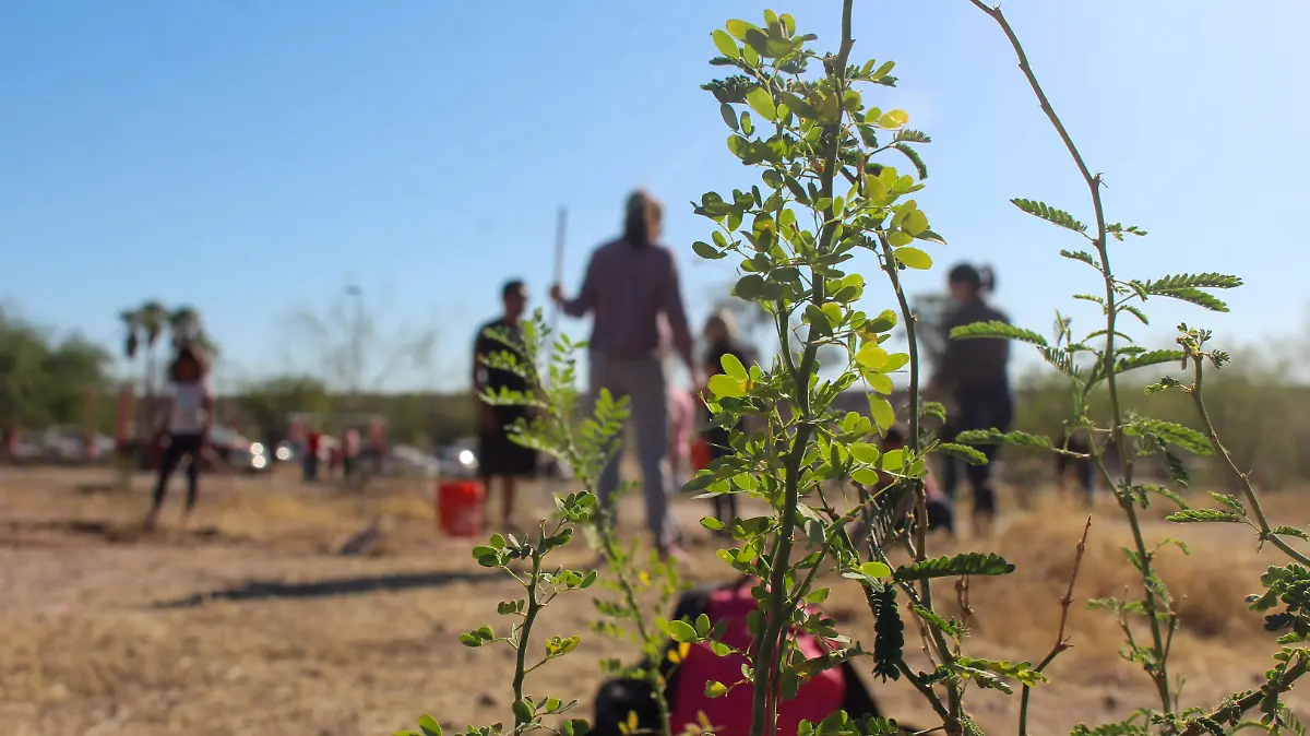 Limpieza y rescate sauceda naturaleza reforestacion plantas - Mike Acosta (35)