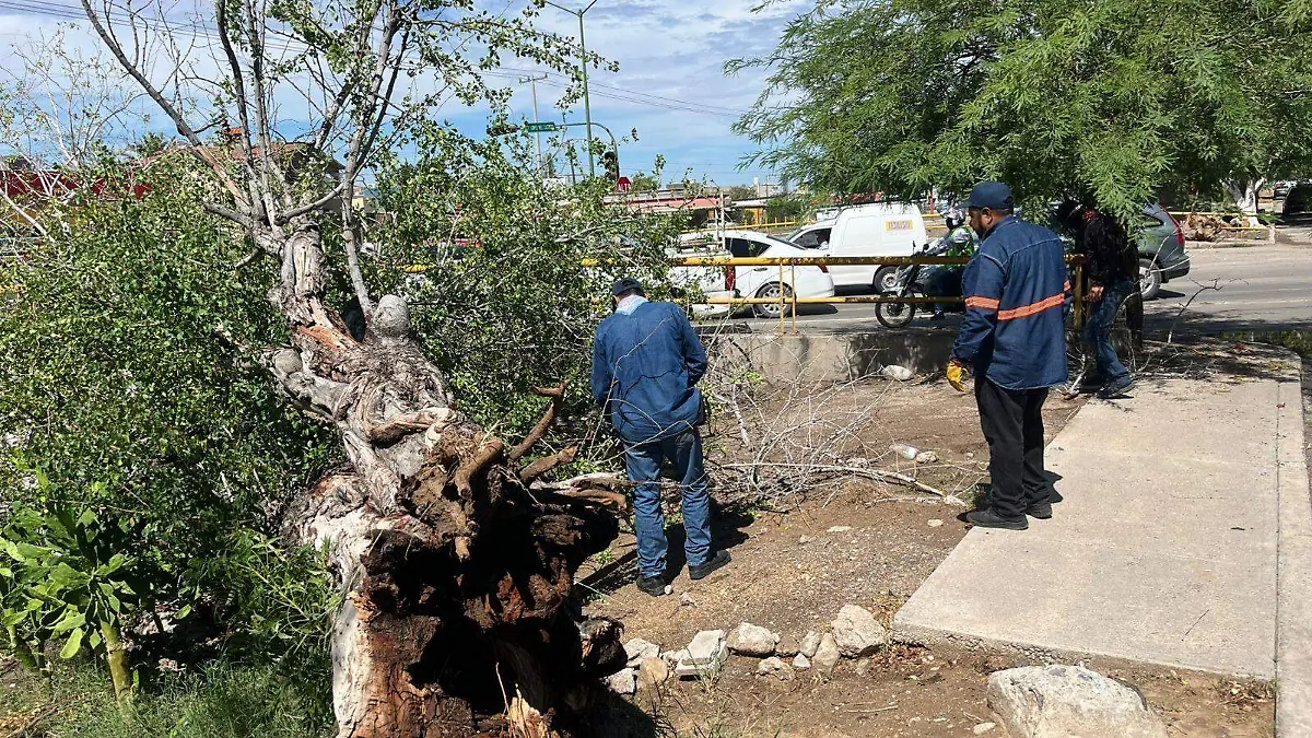 arboles caídos2