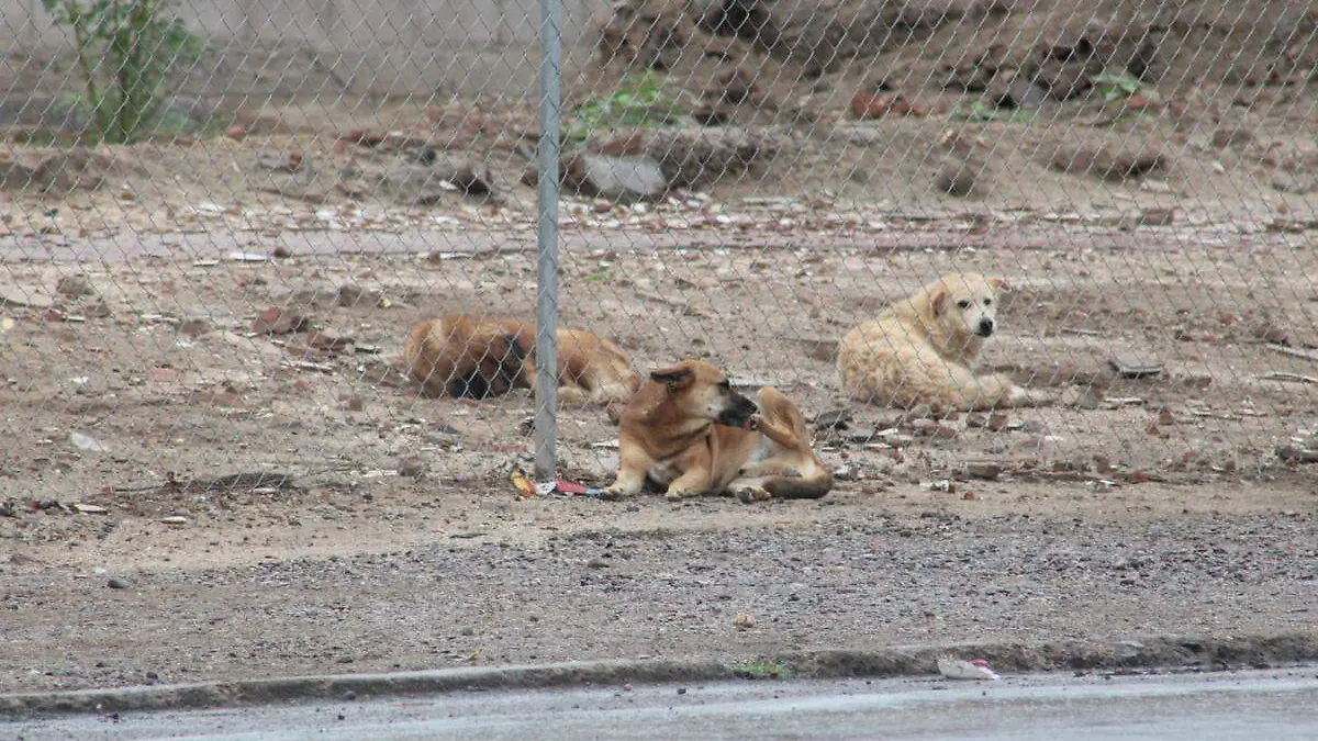 perros lluvia
