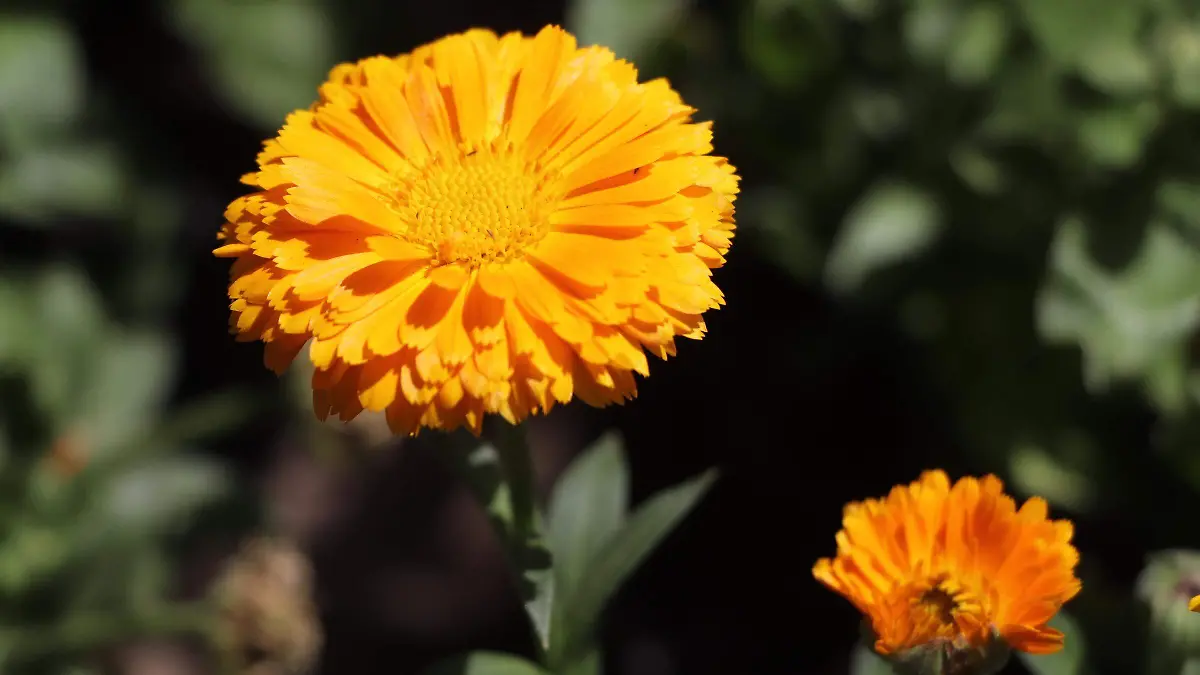 Jardinera de 75 años_Kimberly ortega 3 flor de calendula