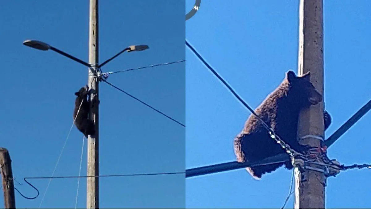 oso cananea