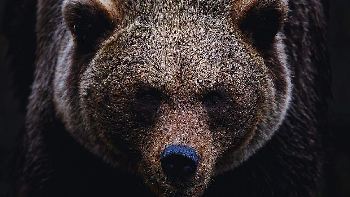 brown-bear-7591629_1280