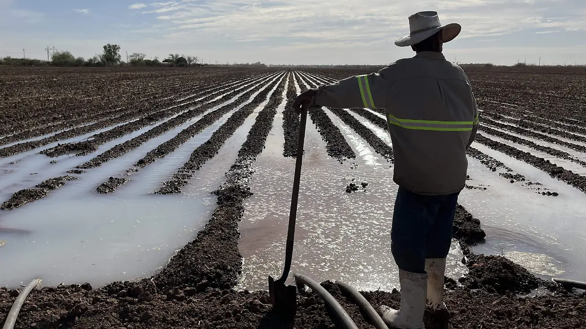Riego en cultivos de Sonora - Manuel Velázquez