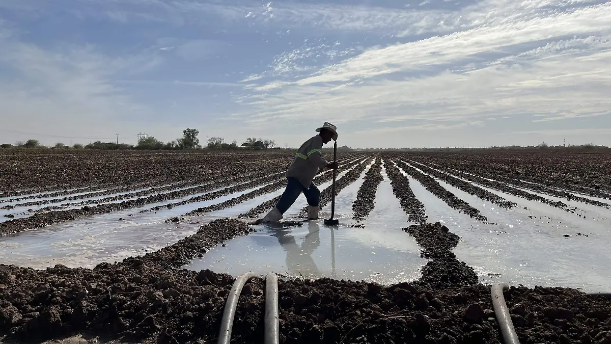 campos agricolas sonora cultivos agricultura - MANUEL VELAZQUEZ. 9