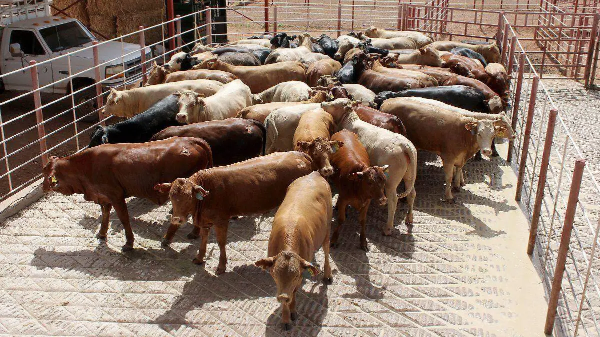 Cruse Fronterizo de ganado -Agua Prieta  (2)