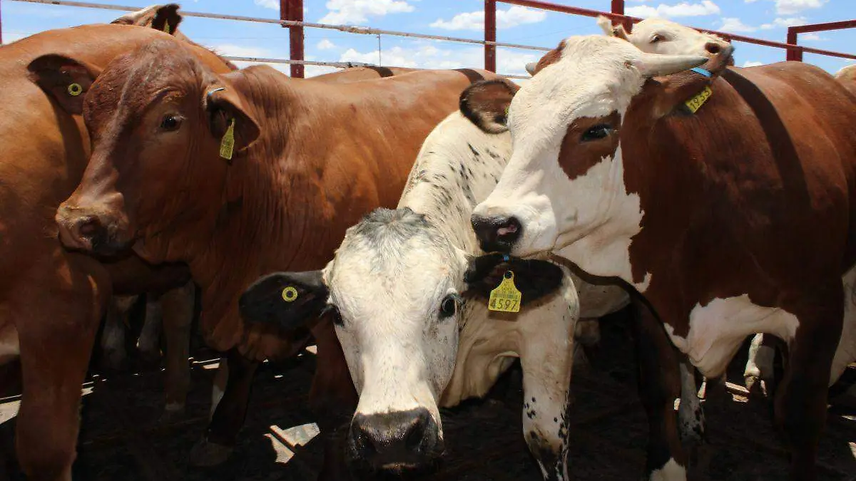 Cruse Fronterizo de ganado -Agua Prieta  (4)
