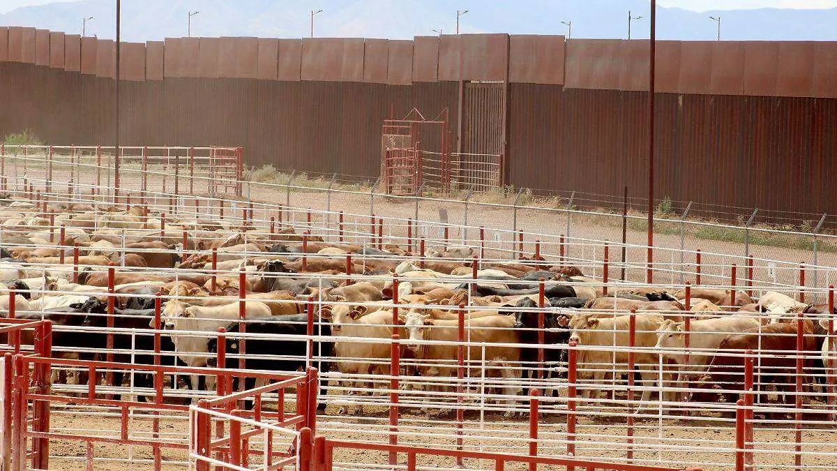 Cruse Fronterizo de ganado -Agua Prieta  (3)