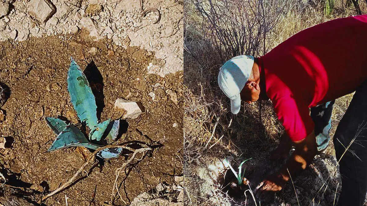 El texto del párrafo