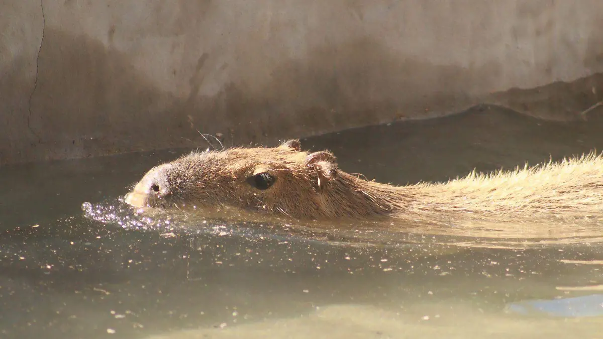 capibara1