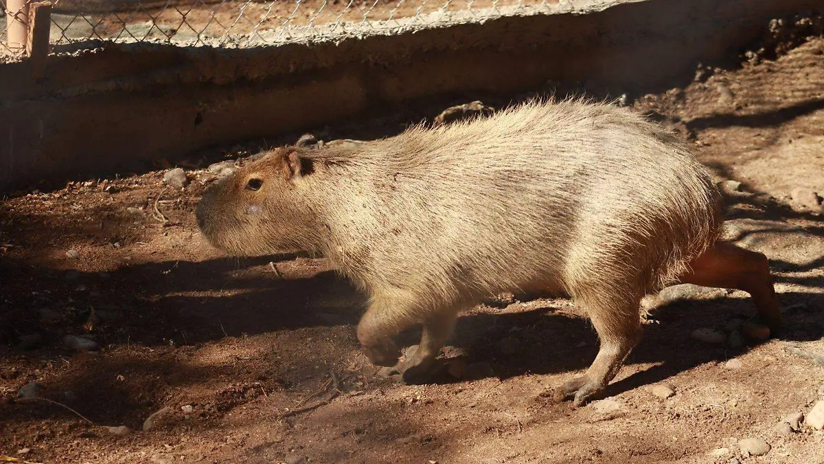 capibara