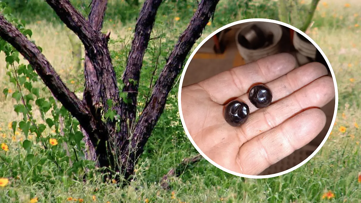 FULL SCREEN  FRUTOS SILVESTRES