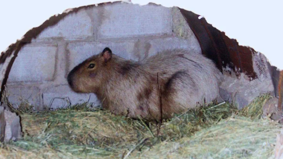 14-01-2026-Capibara Centro Ecologico-carlos Villalba (16)