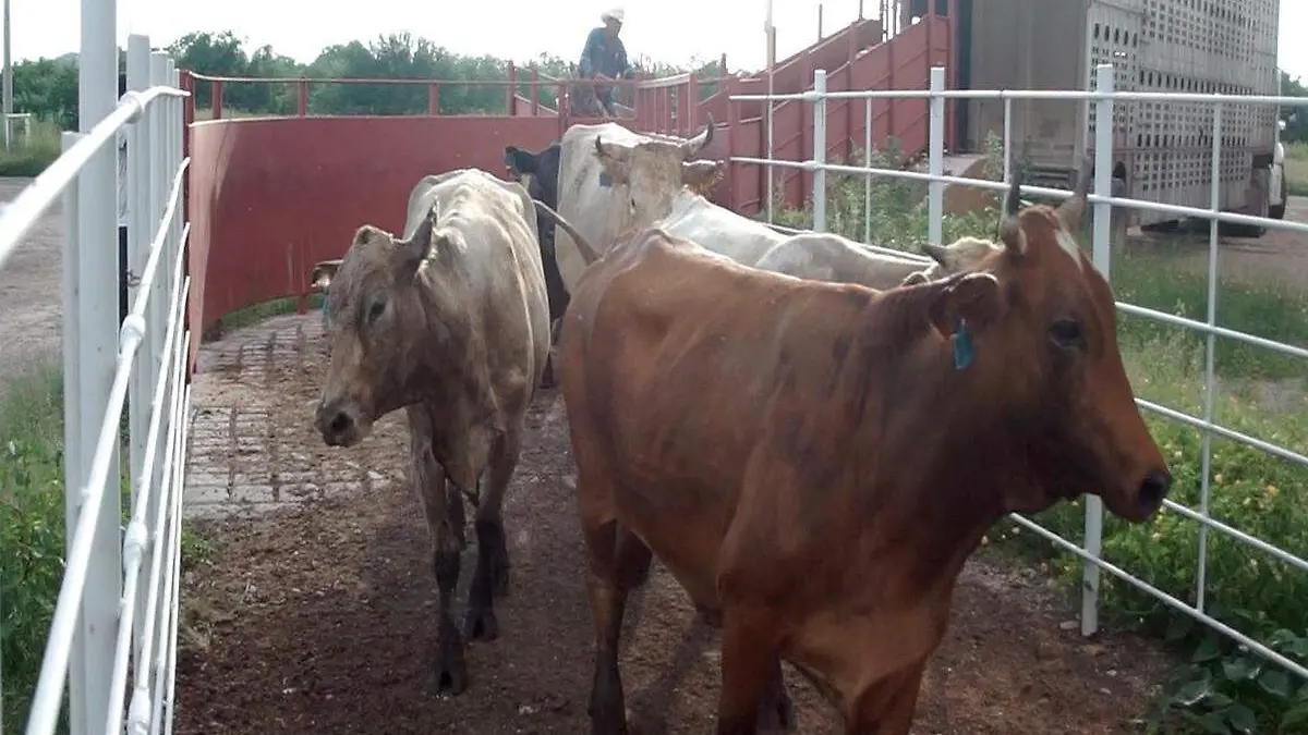 Ganado bovino