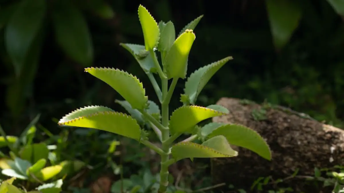 Screenshot 2026-02-04 10.41.44