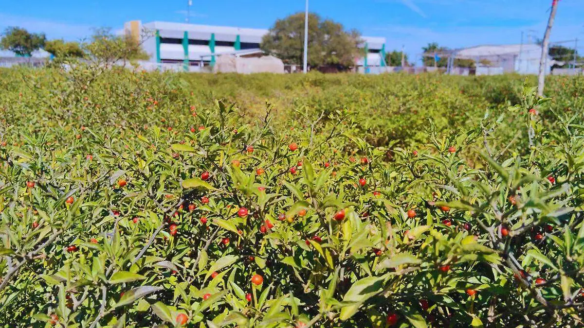 Producción de chiltepines__