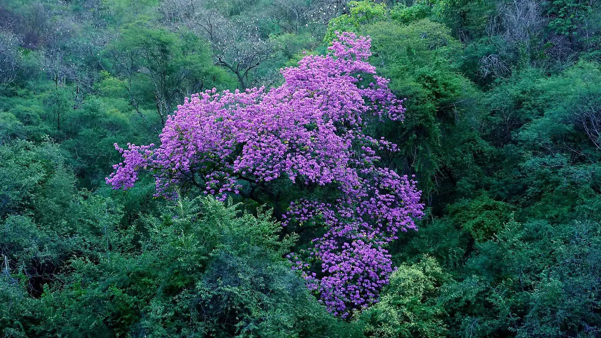AMAPAS DE SAN JAVIER