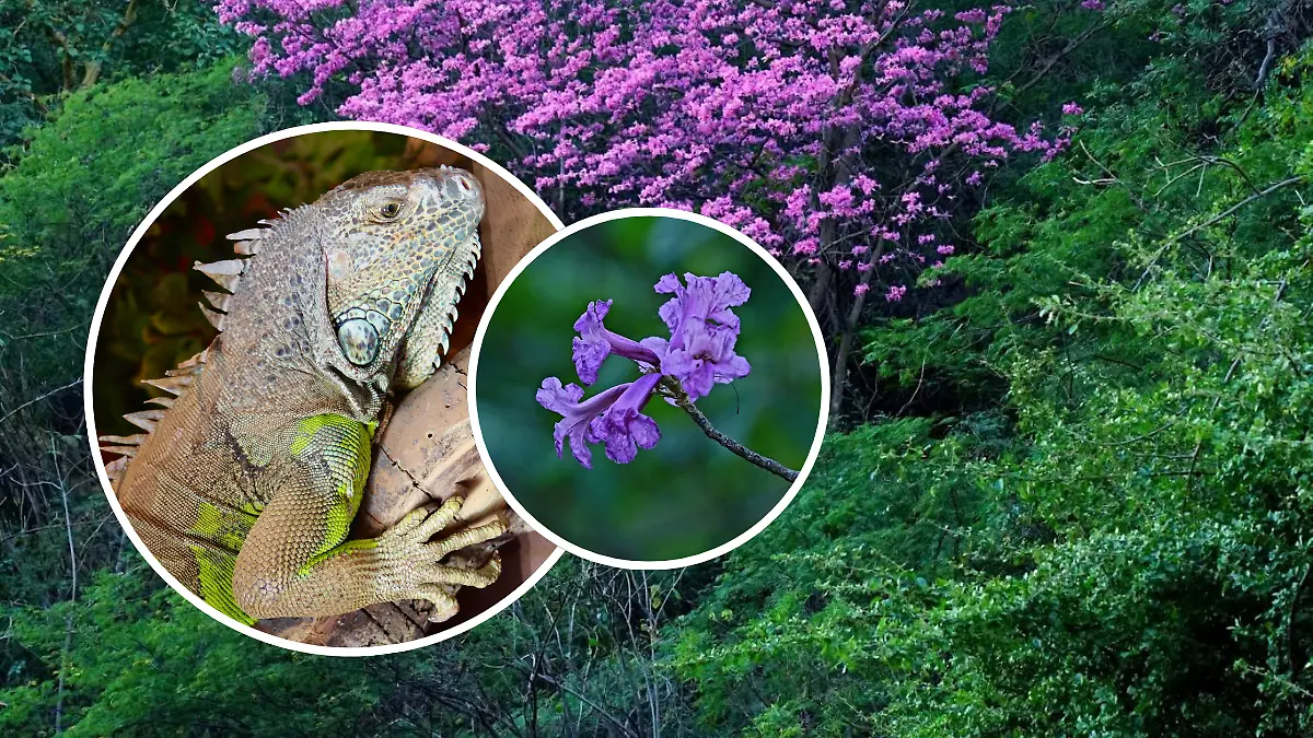 FULL SCREEN  SELVA SONORA