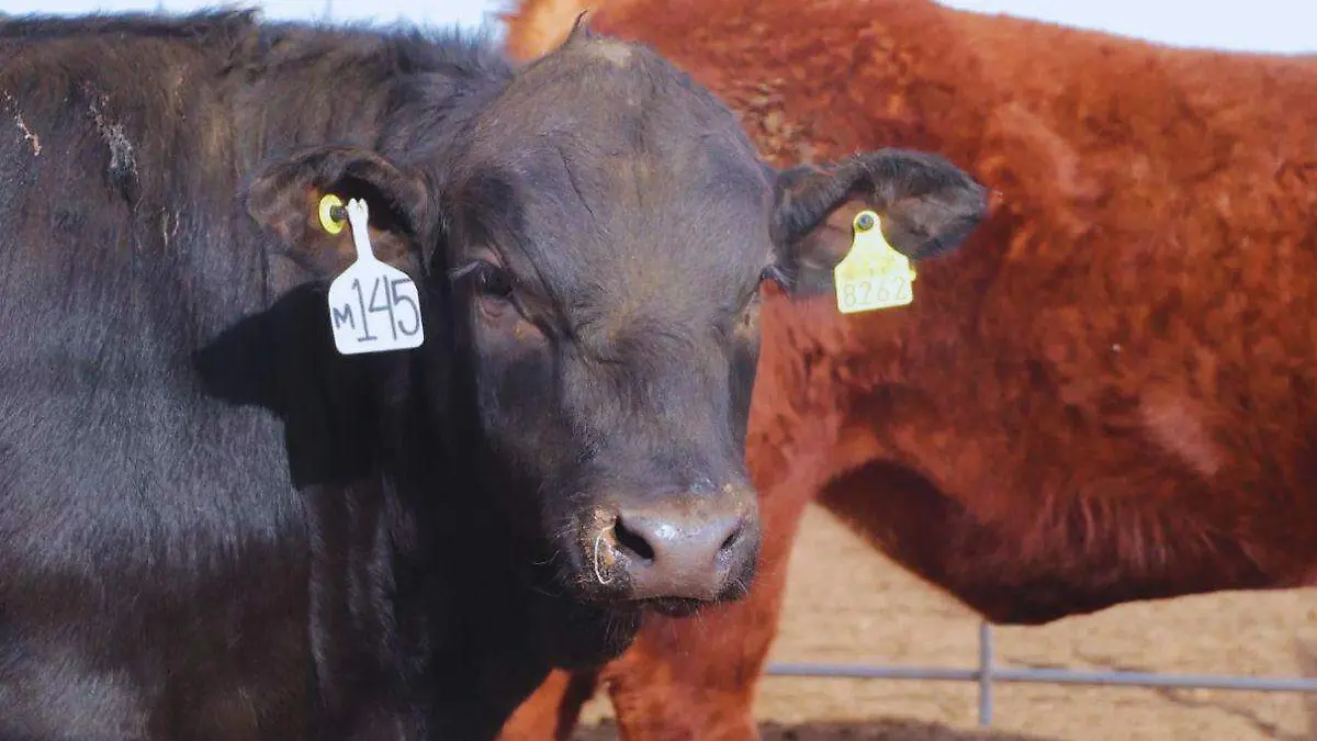 Sementales Unión Ganadera