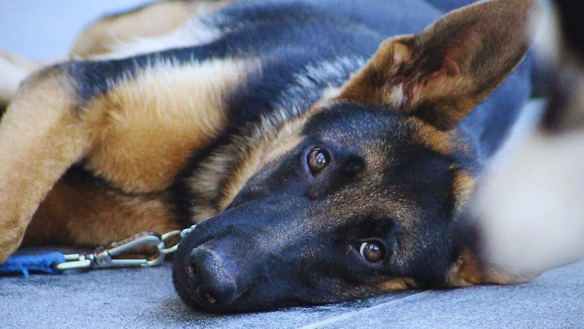 andrescarlofotografia-belgian-sheepdog-5220255_1280