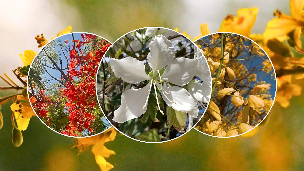 FULL SCREEN  FLORES PRIMAVERA